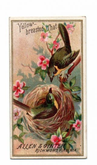 1888 Allen & Ginter N4 Birds Of America Yellow - Breasted Chat