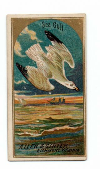 1888 Allen & Ginter N4 Birds Of America Sea Gull