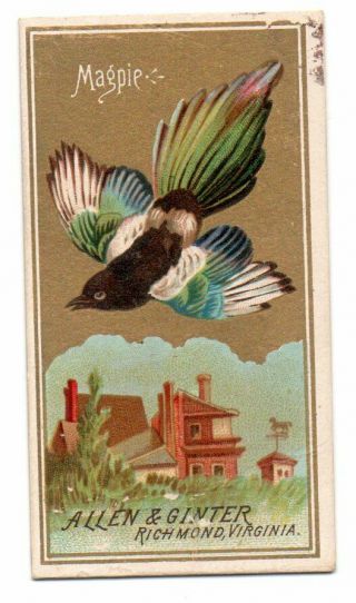1888 Allen & Ginter N4 Birds Of America Magpie