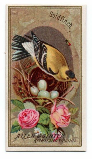 1888 Allen & Ginter N4 Birds Of America Goldfinch
