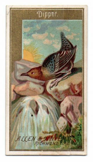 1888 Allen & Ginter N4 Birds Of America Dipper