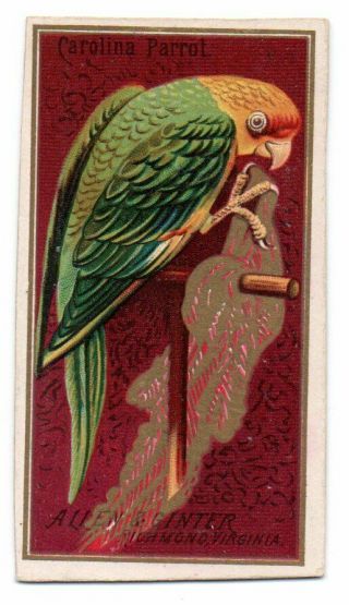 1888 Allen & Ginter N4 Birds Of America Carolina Parrot