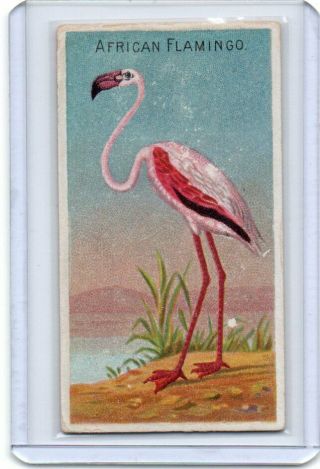 1889 N5 Allen & Ginter Birds Of The Tropics African Flamingo
