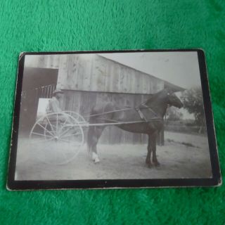 Harness Horse Racing Vintage 5 X 7 Photo Of Horse & Driver Hooked To Jog Cart