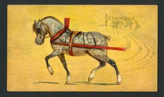 Percheron 1892 N101 Duke 