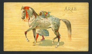 Arab 1892 N101 Duke 