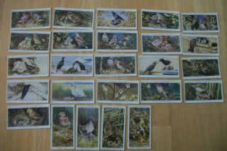 Cigarette Tobacco Cards Players Birds And Their Young Full Set 25 Cards
