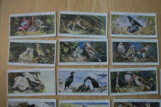 Cigarette Tobacco Cards Players Birds and their Young full set 25 Cards 2