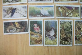 Cigarette Tobacco Cards Players Birds and their Young full set 25 Cards 3