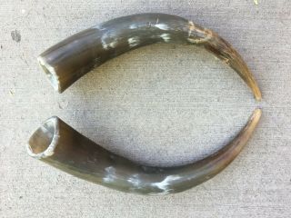 Steer Horns Semi Polished 11 " To 15 1/2 " Pair,  Bull Cow,  Mounting,  Black Powder