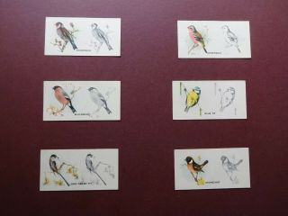 Bird Paintings Issued 1938 By G.  Phillips Set 50