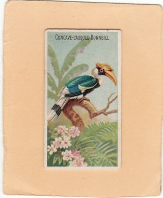 Allen & Ginter Scarce.  Type From Birds Of The Tropics.  Concave Casqued Hornbil1889