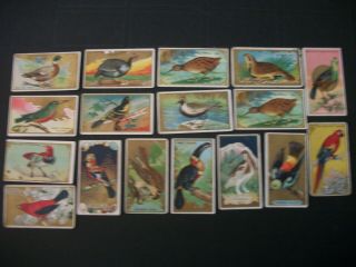 Cigarette Tobacco Cards Sweet Caporal Bird Series White Border 1912 17 Cards