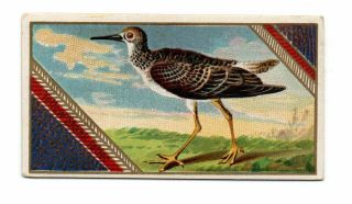 1889 Allen & Ginter N13 Game Birds Yellow Shank Tatler