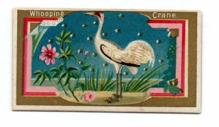 1889 Allen & Ginter N13 Game Birds Whooping Crane