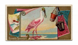 1889 Allen & Ginter N13 Game Birds Roseate Spoonbill
