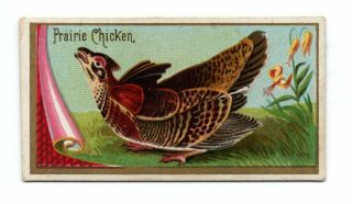 1889 Allen & Ginter N13 Game Birds Prairie Chicken
