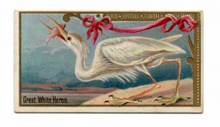 1889 Allen & Ginter N13 Game Birds Great White Heron