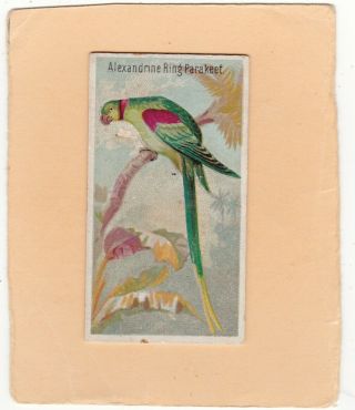 Allen & Ginter Scarce.  Type From Birds Of The Tropics.  Alexandrine Parakeet.  1889