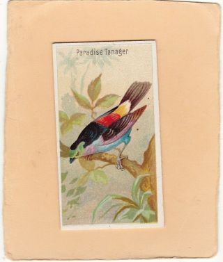 Allen & Ginter Scarce Type Birds Of The Tropics.  Paradise Tanager Issued1889