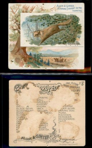 1888 N41 Allen & Ginter Quadrupeds " Flying Squirrel " 654