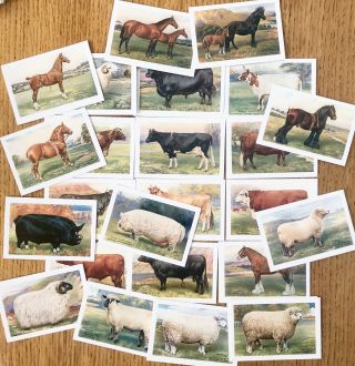 Orig Full Set 25 X British Live Stock Xl Cards,  Farming,  Agriculture,  Farm Int.