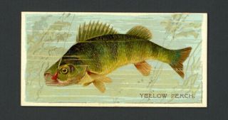 Yellow Perch 1888 N74 Duke 