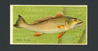 Red Fish 1888 N74 Duke 