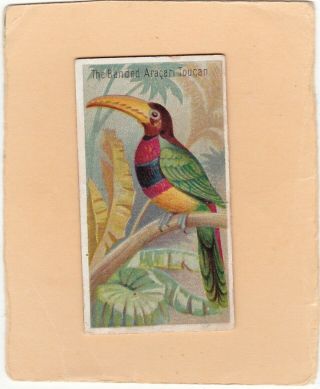 Allen & Ginter Scarce.  Type From Birds Of The Tropics.  Banded Aracari Toucan.  1889