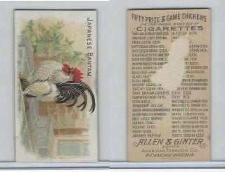 N20 Allen & Ginter,  Prize & Game Chickens,  1892,  Japanese Bantam