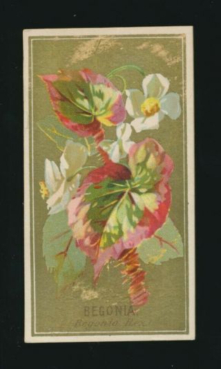 1890 N164 Goodwin & Co (old Judge Cigarettes) Flowers - Begonia