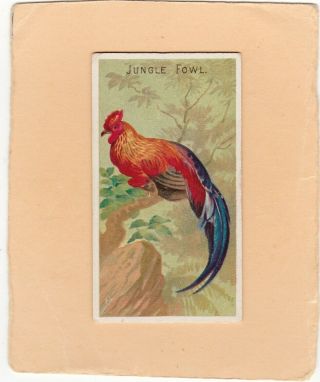 Allen & Ginter Scarce.  Type From Birds Of The Tropics.  Jungle Fowl.  Issued1889