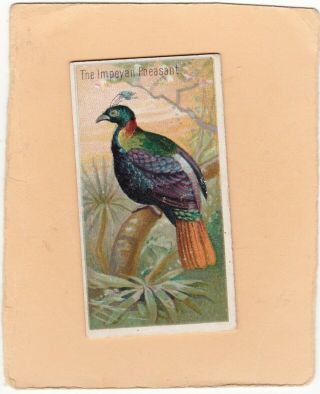 Allen & Ginter Scarce.  Type From Birds Of The Tropics Impeyan Pheasant.  Issued1889