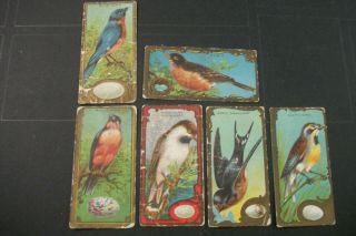 Like Cigarette Tobacco Cards Lowney’s Bird Series (e226) Rare Type 6 Cards 1910
