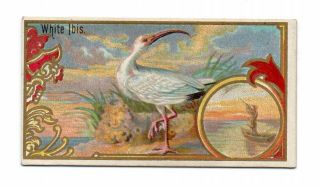 1889 Allen & Ginter N13 Game Birds White Ibis