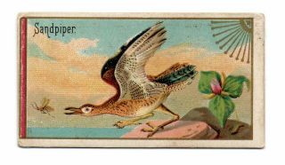 1889 Allen & Ginter N13 Game Birds Sandpiper