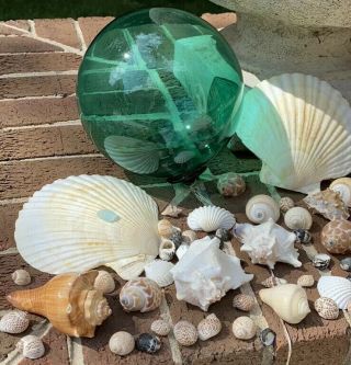 Vintage Japanese Glass Ball Fishing Float & Sea Shells Beach House Garden Decor
