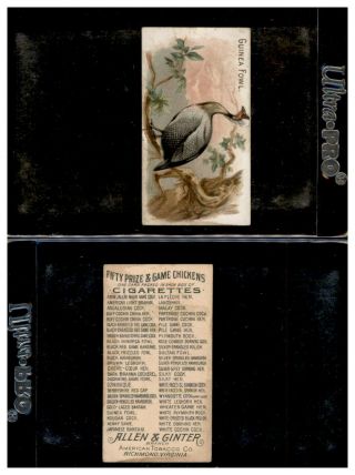 1891 N20 Allen & Ginter Prize & Game Chickens Guinea Fowl 623