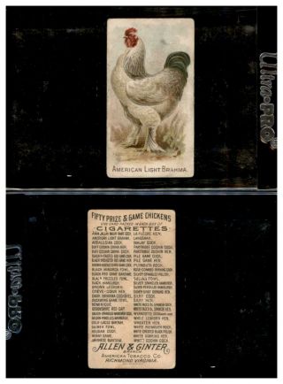 1891 N20 Allen & Ginter Prize & Game Chickens American Light Brahma 622