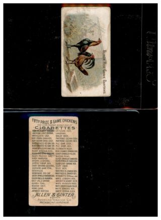1891 N20 Allen & Ginter Prize & Game Chickens Black Red Game Bantams 624