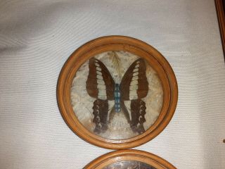 Vintage Butterfly Set of 6 Bamboo Drink Coaster With Wooden Caddy Holder VGC 2