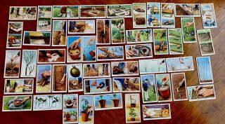 1938 " Garden Hints " Cigarette Trading Cards By W D & H O Wills Set Of 50