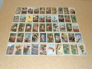 Cigarette/trade Cards Wills Life In The Tree Tops Set Of 50 Uk
