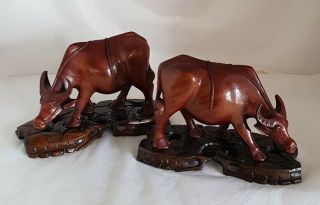 C19th Chinese Hardwood Sculpture.  Finely Hand Carved.  Depicting Water Buffaloes