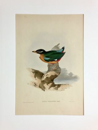 Antique Lithograph John Gould " Birds Of Australia” Pitta Vigorsii 1848