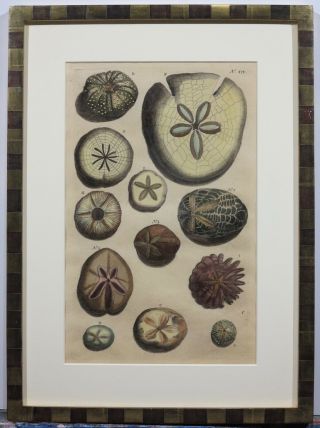 Antique 18th Century Hand Colored Engraving Art Print Set Seashells And Fossils