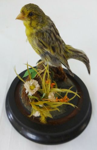 Antique Victorian Bird Taxidermy Under Glass Dome Yellow Finch Ebony Base
