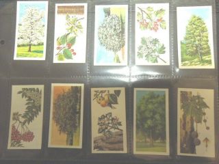 1966 Brooke Bond Tea Trees In Britain Flowers Leaves Trade Card Set 50 Cards