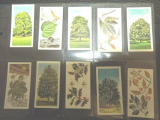 1966 Brooke Bond Tea TREES IN BRITAIN flowers leaves Trade card set 50 cards 3