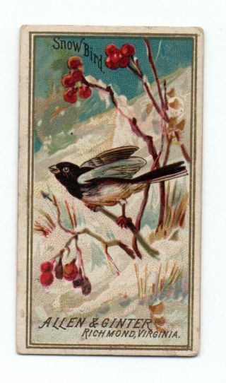 1888 Allen & Ginter N4 Birds Of America Snow Bird